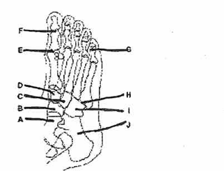<p><span style="background-color: transparent;">Which projection/position of the foot is represented by the drawing of the foot in Fig. 6-1?</span></p>