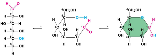 <ul><li><p>A monosaccharide in the carbohydrate family</p></li><li><p>Ratio of CH<sub>2</sub>O; formula is C<sub>6</sub>H<sub>12</sub>O<sub>6</sub></p></li><li><p>Contains OH functional groups, making it <strong>polar</strong></p></li><li><p>Has linear and ring forms</p></li><li><p>Galactose is an isomer of glucose</p></li></ul><p></p>