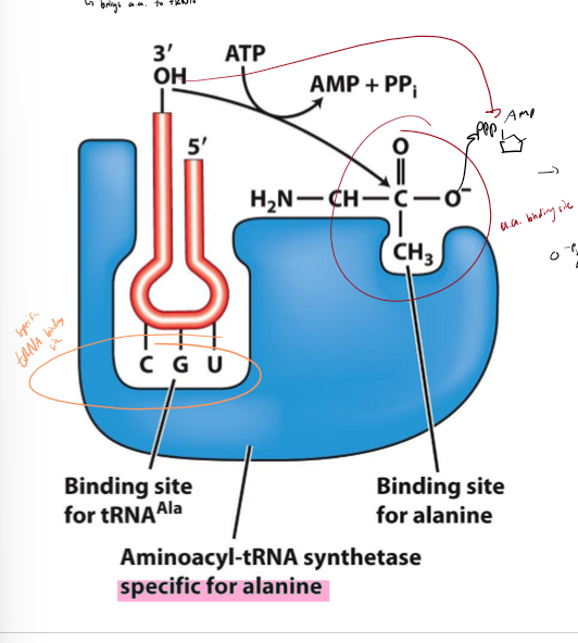 <ul><li><p>brings and loads loads correct amino acid on to tRNA</p></li><li><p>1 type of aminoacyl tRNA per amino acid to increase specificity and ensure tRNAs get correct amino acid</p></li><li><p>has binding site for amino acid and binding site for tRNA</p></li><li><p>1. loads tRNA and amin oacids into binding site</p></li><li><p>2. activation - amino acid carboxylate group (3’ end) attacks phosphate of amino acid with energy from ATP, creating AMP as a byproduct</p></li><li><p>3. transfer - amino acid transferred to 3’ end of tRNA, creating charged/loaded tRNA</p></li></ul><p></p>