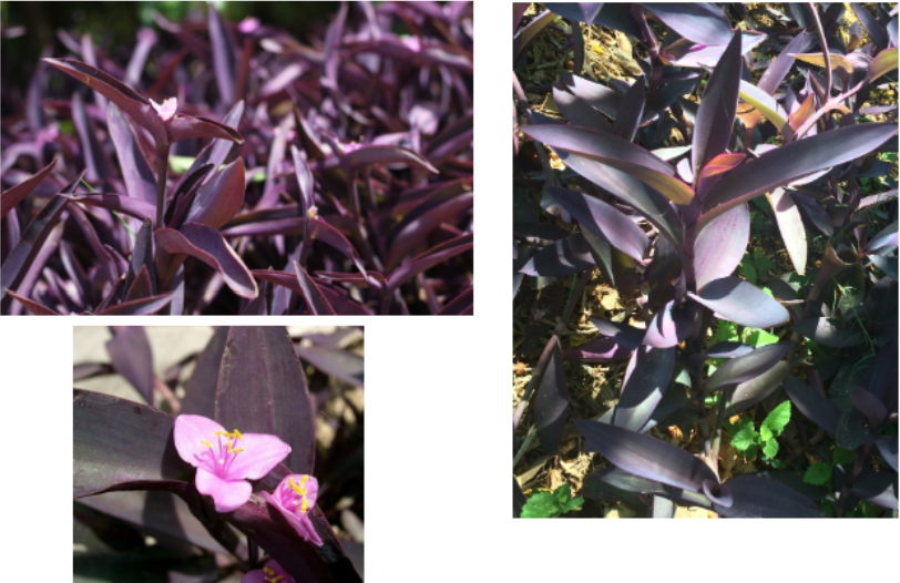 <p>Purple Heart Vine</p>