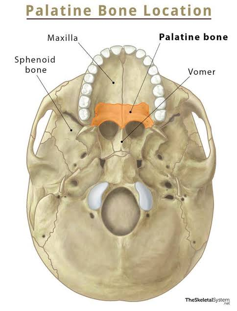 <p>Posterior one-third of the hard palate.</p>