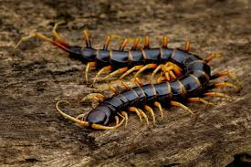 <p>One pair of legs per segment</p><p>20-200 legs </p><p>Mostly carnivorous </p><p>Poisonous</p><p>Forcipules (venom claws).</p>
