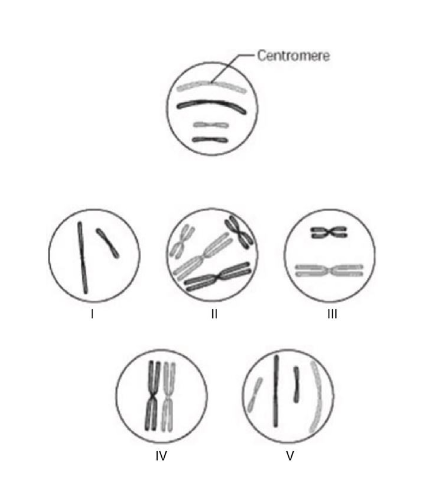 <p>The unlettered circle at the top of the accompanying figure shows a diploid nucleus with four unreplicated chromosomes.</p><p>The circles labeled 1 to 5 show various combinations of these chromosomes.</p><p>Which chromosomal configuration would be observed at prometaphase of mitosis?</p><p>A) IV</p><p>B) V </p><p>C) II</p><p>D) III</p>