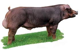 <p>Duroc</p>