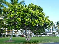 <p>Native to the Philippines and other tropical Indo-Pacific coastal regions; conservation status: not endangered. Most easily identified by its very large, square-edged glossy leaves clustered at branch tips and its large white night-blooming flowers with long protruding stamens, followed by large square-shaped fibrous fruits that often float in seawater.</p><p>A medium to large evergreen coastal tree typically growing 10–20 meters tall, occasionally up to 25 meters, with a broad rounded crown about 8–15 meters wide. Trunk is 0.5–1 meter in diameter with gray to brown bark that becomes rough and fissured with age. It develops a strong deep taproot with lateral roots adapted to coastal and sandy soils. Branching begins above human height, forming a dense, spreading canopy. Leaves are simple, clustered at branch tips, obovate to oblong (20–50 cm long), thick and leathery with smooth margins and prominent pinnate venation. Flowers are large (10–15 cm wide), white, fragrant at night, with long conspicuous stamens, borne in terminal clusters. Fruits are large, square to angular fibrous drupes that float and are dispersed by seawater.</p><p>Used for coastal protection, shade, and ecological planting in beachfront and mangrove-adjacent landscapes; sometimes used in traditional medicine. Seeds and plant parts may be mildly toxic if ingested. In landscape applications, it is best suited for coastal parks, resort landscapes, and large open shoreline areas where salt tolerance and strong visual structure are needed; it requires spacing due to large leaves, fruit drop, and canopy spread, making it a strong coastal feature and ecological stabilization tree.</p>