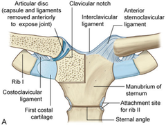 <p>Anterior and posterior Sternoclavicular ligaments</p><p>Interclavicular ligament</p><p>Costoclavicular ligament</p>