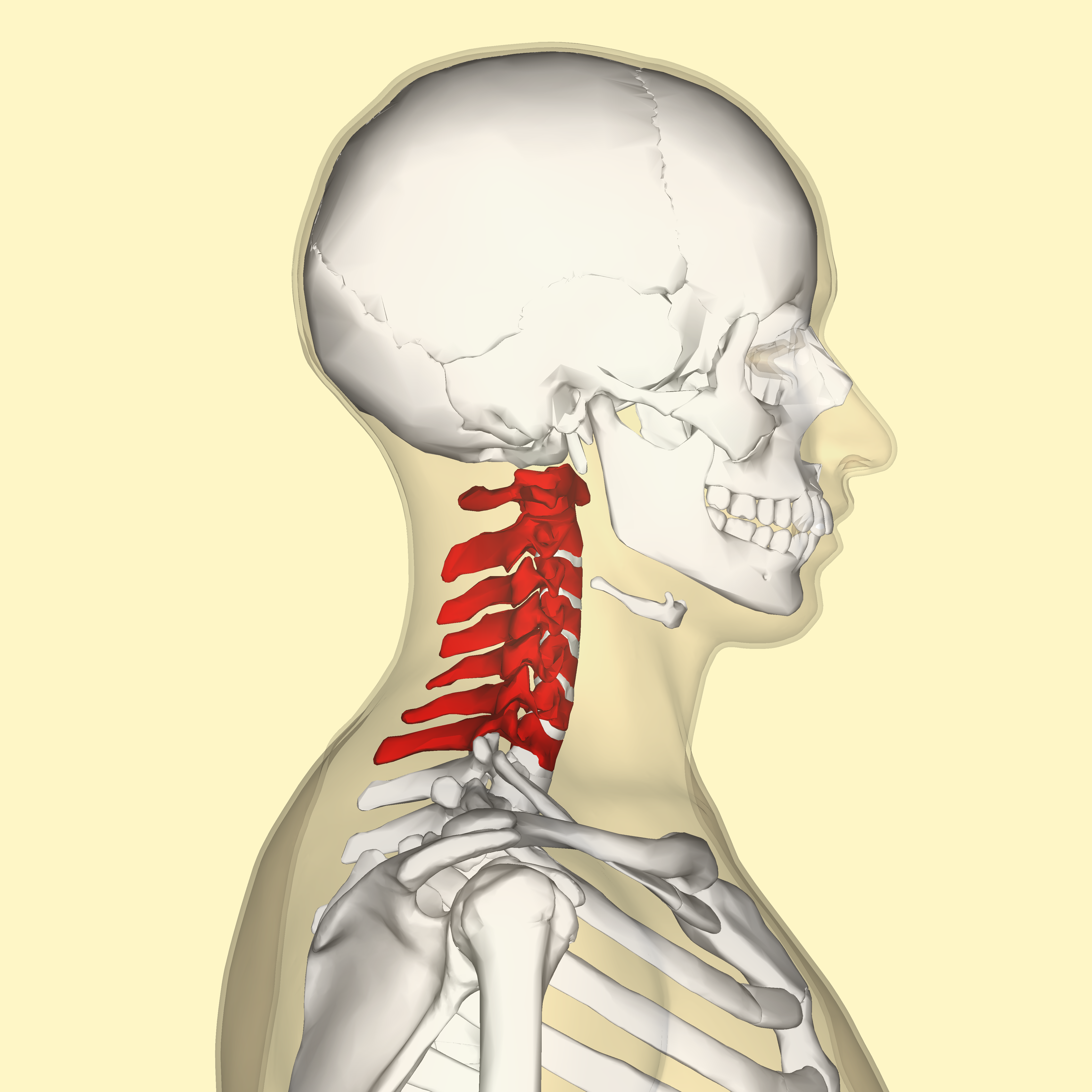 <p>neck region</p>