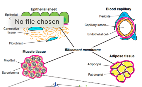 <p>Basement Membrane</p>
