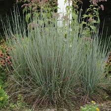 <p>Little Bluestem</p>