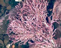<p>It's a sandy tan color that looks like a coral reef. It is in a ball shape w/ spikes. Has a hard thallus due to calcareous deposits in the cell walls. They're significant in coral reef ecology, serving as food for many organisms.</p>