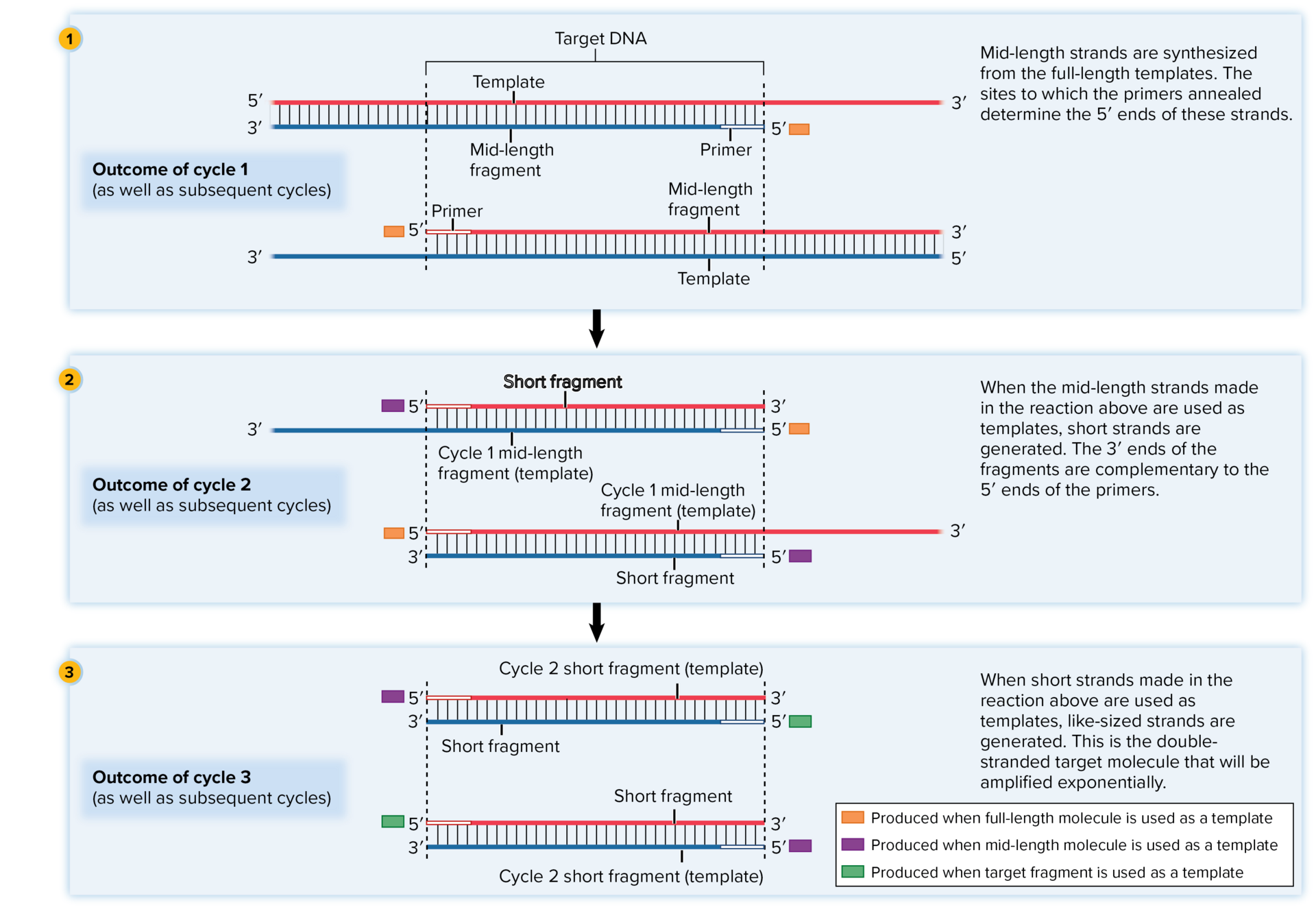 <p><mark data-color="yellow" style="background-color: yellow; color: inherit;">Short, single-stranded DNA fragments that bind to the complementary sequences in target DNA for replication</mark></p><ul><li><p>defines target sequence to be amplified and determines length of PCR product</p></li><li><p>repeatedly cleaves longer DNA into shorter ones, and using the shorter ones as a template</p></li></ul><p></p>