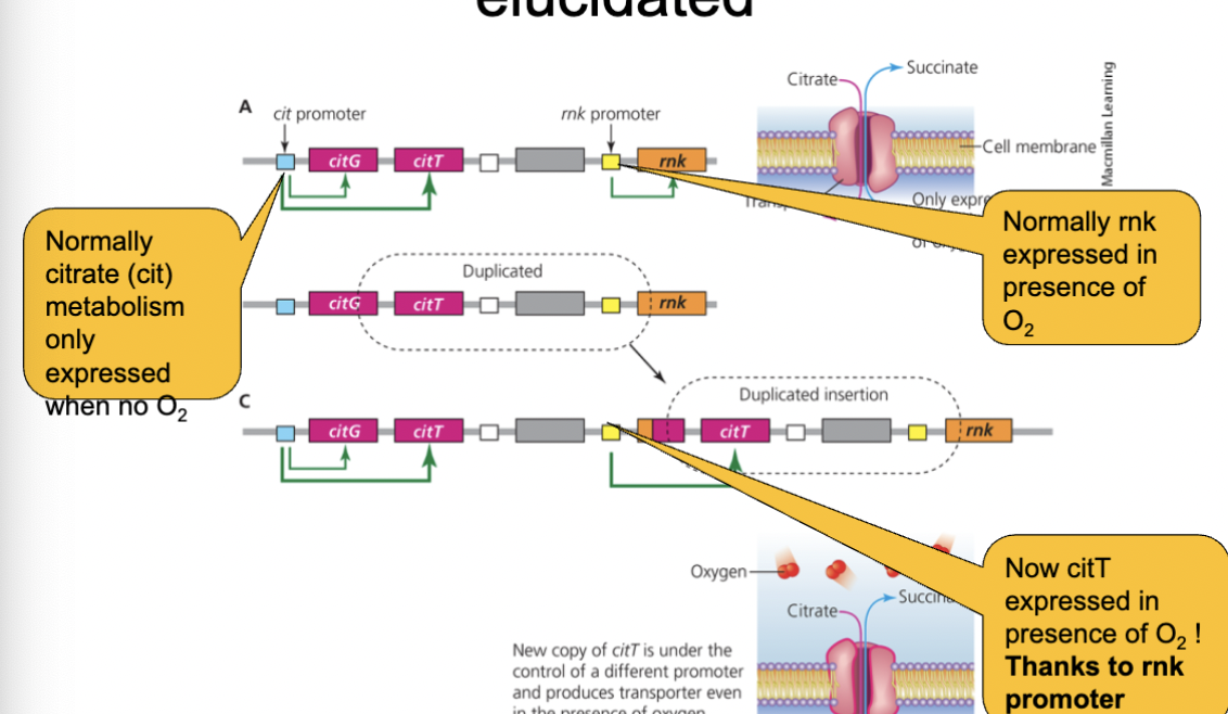 <p>normally citrate metabolism is only expressed w no oxygen</p><p>normally rnk expressed in presence of oxygen</p><p>now citT expressed in presence of oxygen</p>