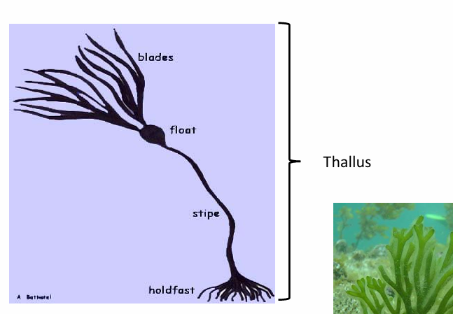 <p>Body of the seaweed composed of photosynthetic cells. Literally the skin</p>