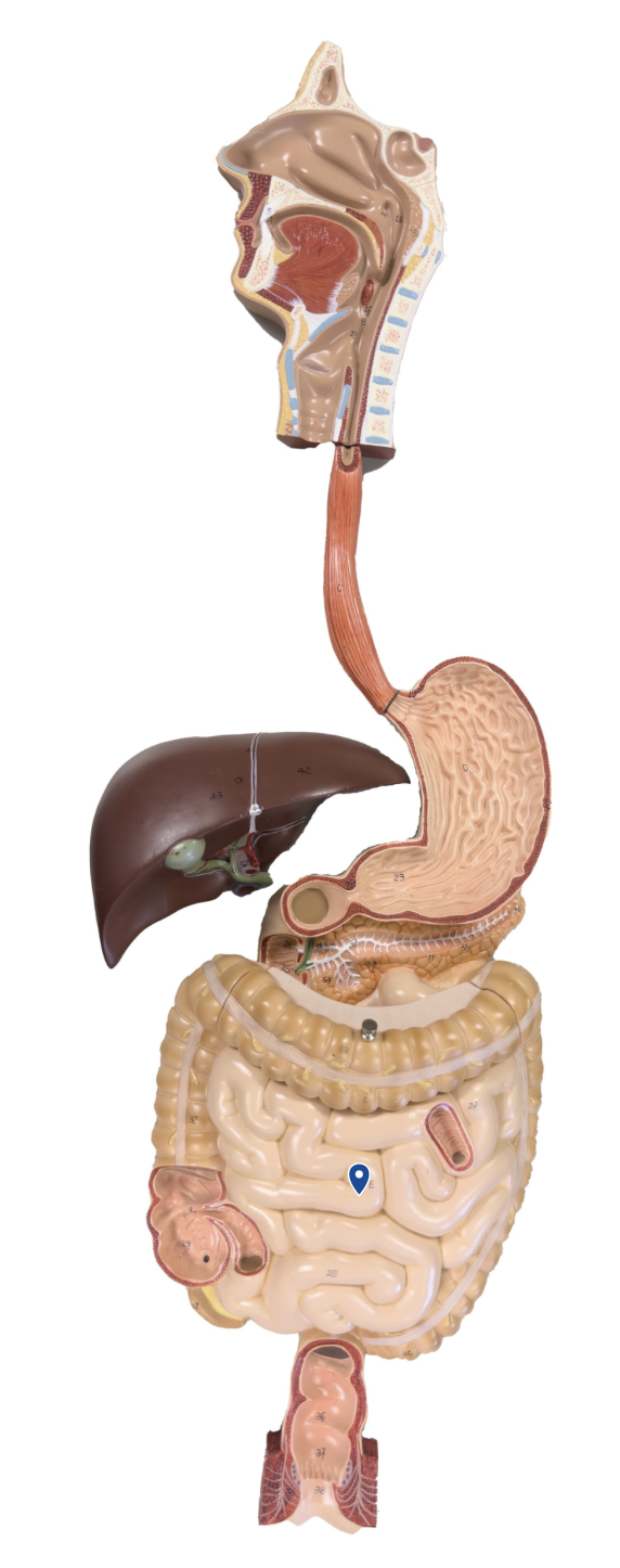 <p>Name this organ.</p>