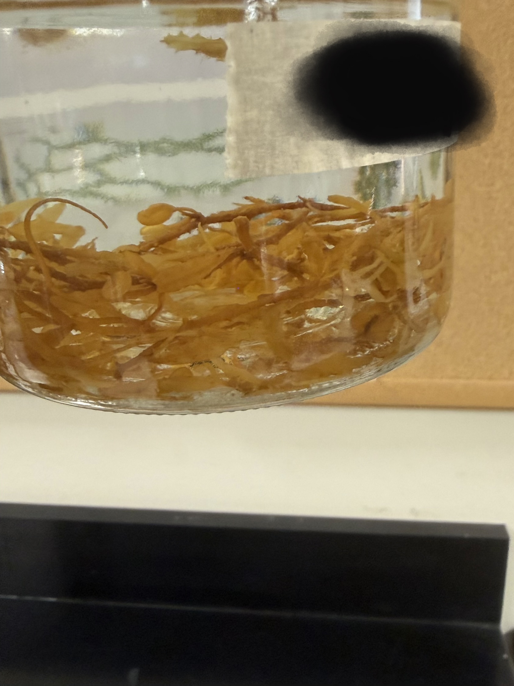 <ol><li><p>What is this?</p></li><li><p>What type of water is it found in?</p></li><li><p>What can it accumulate?</p></li><li><p>What does the decomposition release?</p></li><li><p>Unicellular or multicellular?</p></li></ol><p></p>