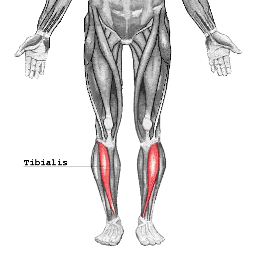 <p>Origin of this muscle</p>