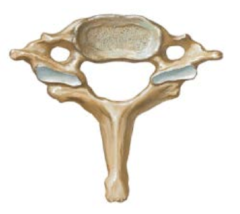 <p>C7</p>