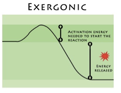 <p>ΔG° is negative, faster, releases energy</p><p>reaction proceeds spontaneously</p>