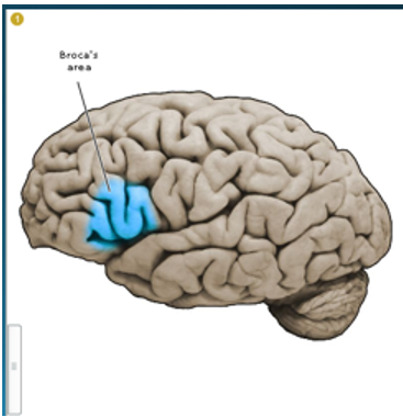 <p>Broca's Area</p>