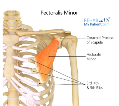 <p>Coracoid process of scapula</p><p>Anterior/Inferior movement of scapula; Elevate ribs</p>