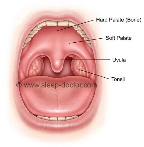 <p>soft palate</p>
