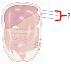 <p>lines the abdominal cavity</p>