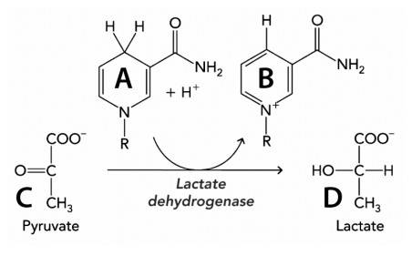 <p>Identify the correct label for A, B, C, and D in the figure</p>