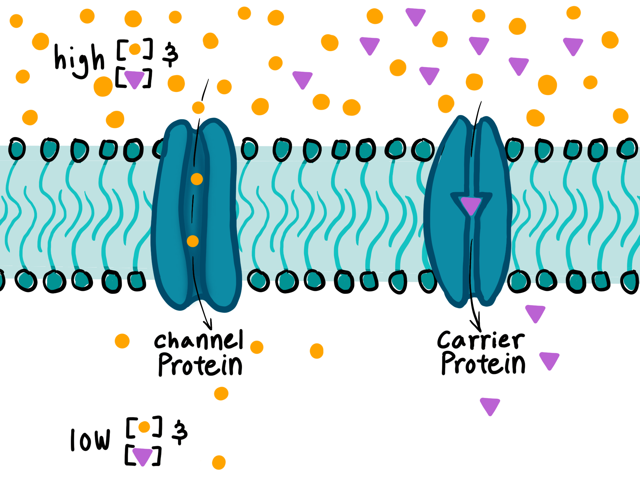 <p>Large molecules require assistance crossing plasma membrane with carrier or channel proteins</p>