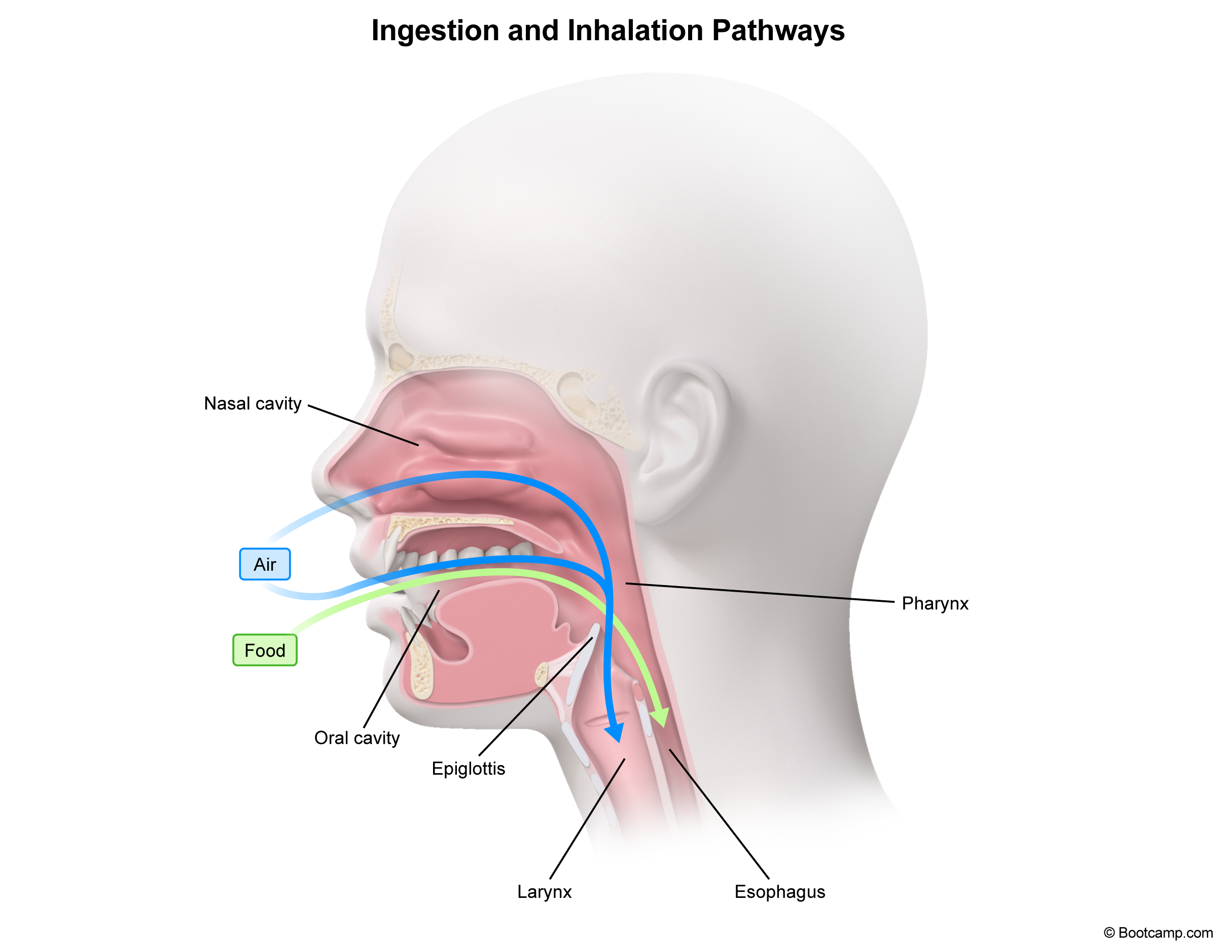 <p>The voicebox, food does NOT want to go here. It wants to go into the esophagus </p>