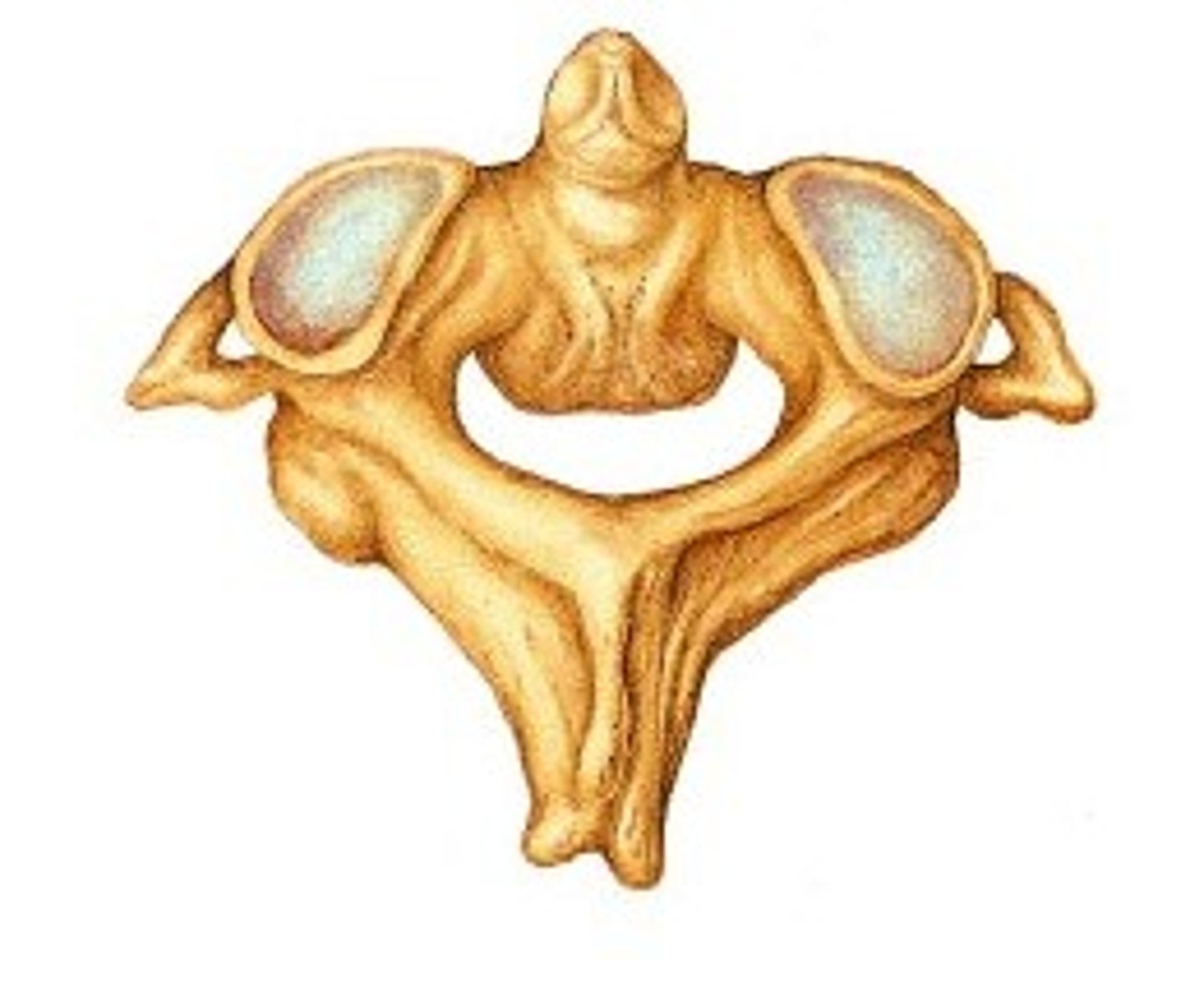 <p>supports the atlas</p><p>-has heavy spinous processes to attach muscles of head and neck</p>