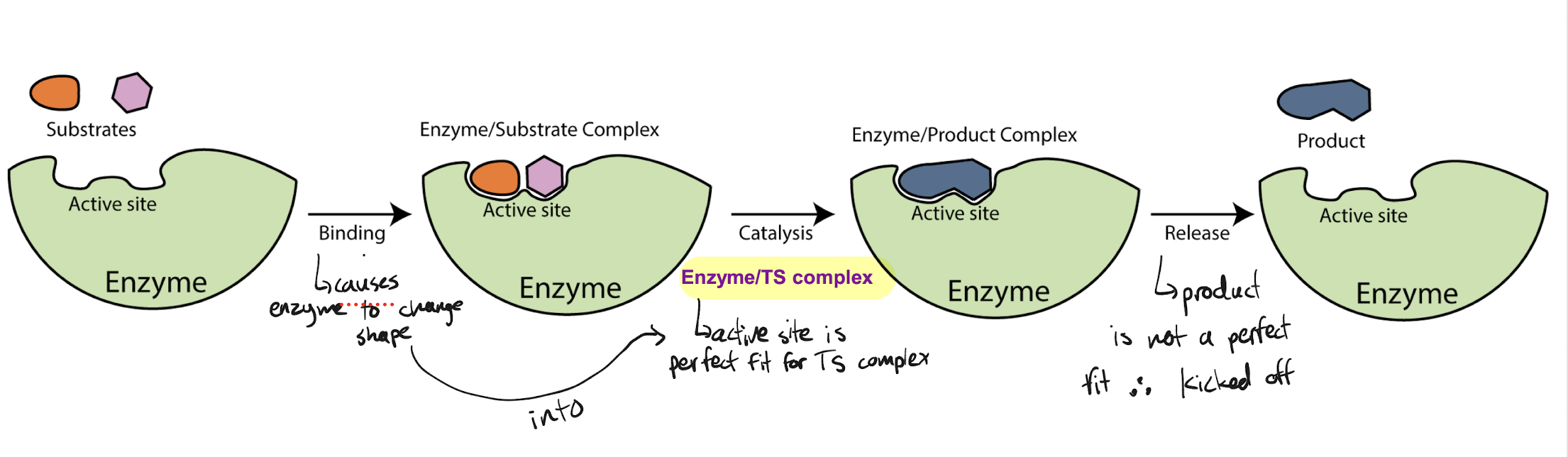 <p>Substrates bind to the active site, which resembles the TS more closely than the substrate. This causes the enzyme to change shape to be a perfect fit for the transition state, causing the substrate to transform. Once the transition state is released, the product is spontaneously created, which is no longer a perfect fit for the enzyme. The enzyme releases the product.</p>