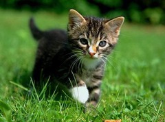 <p>el gato</p>