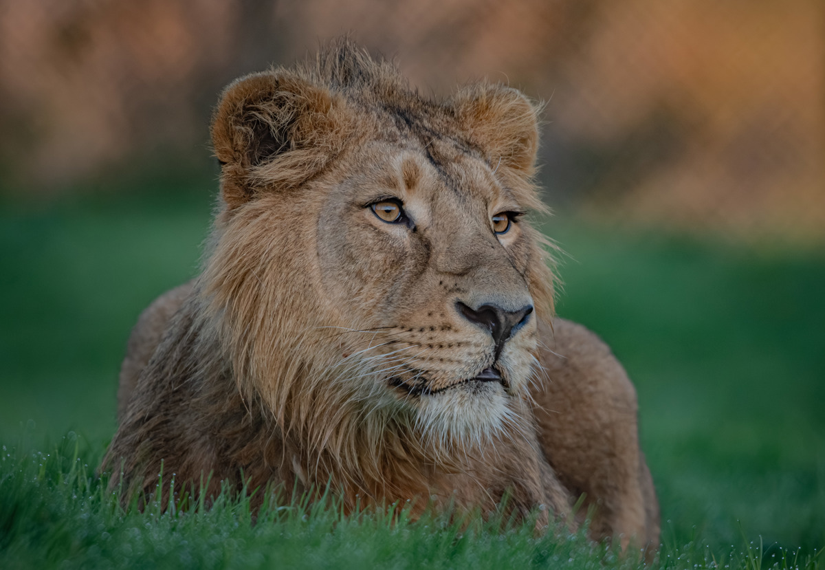 <p>Ist die Löwe laut oder leisse?</p>