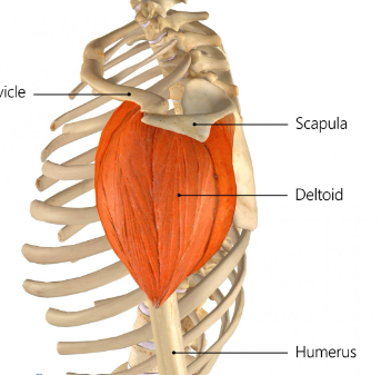 <p>Tuberosity of humerus</p><p>ABDUCTION of arm; FLEXION of shoulder</p>