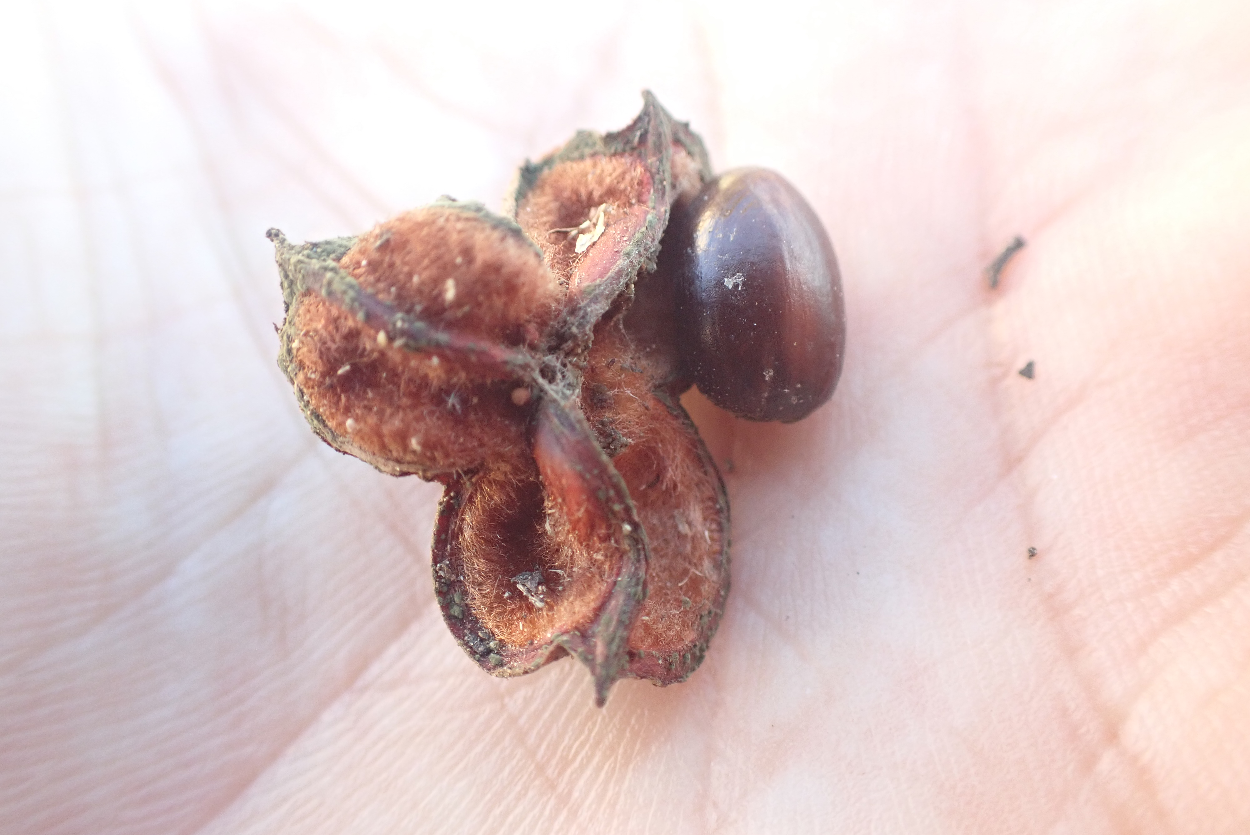 <p>Cupaniopsis anacardioides - Carrotwood</p>