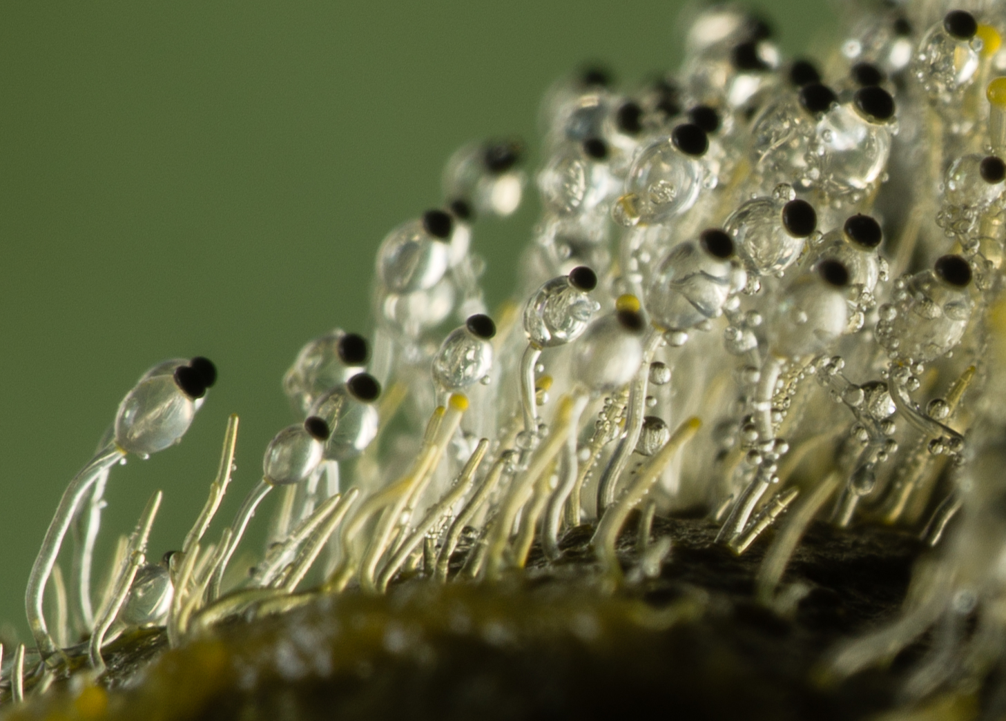 <p>Classify the phylum of this fungi</p>