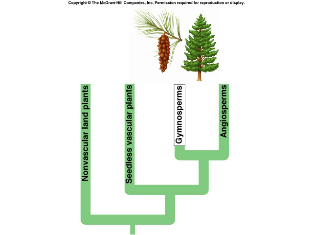 <p>Gymnosperms - cone-bearing plants<br>Angiosperms - flowering plants</p>