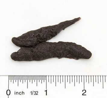 <p>Skunk scat</p>