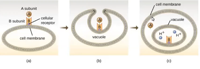 <ul><li><p>targets host cell</p></li><li><p>A-B toxin</p><ul><li><p>B subunit binds to cell membrane</p></li><li><p>A unit connects</p></li><li><p>enters cell through endocytosis</p></li><li><p>units separate</p></li><li><p>A→ cytoplasm</p></li></ul></li></ul><p></p>