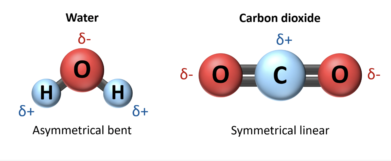 <p>The polar bonds of a water molecule combined with its asymmetrical bent geometry result in one side of the molecule carrying a partial positive charge, and the other side a partial negative charge. This molecular polarity is not evident in carbon dioxide despite the similar electronegativity difference across its bonds, due to its symmetrical linear geometry.</p>