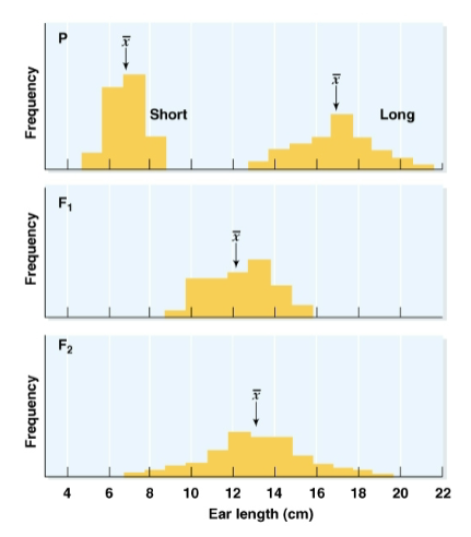 <p>mean of F1 is intermediate to the means of two parents</p><p>but F2 shows greater standard deviation and range</p>