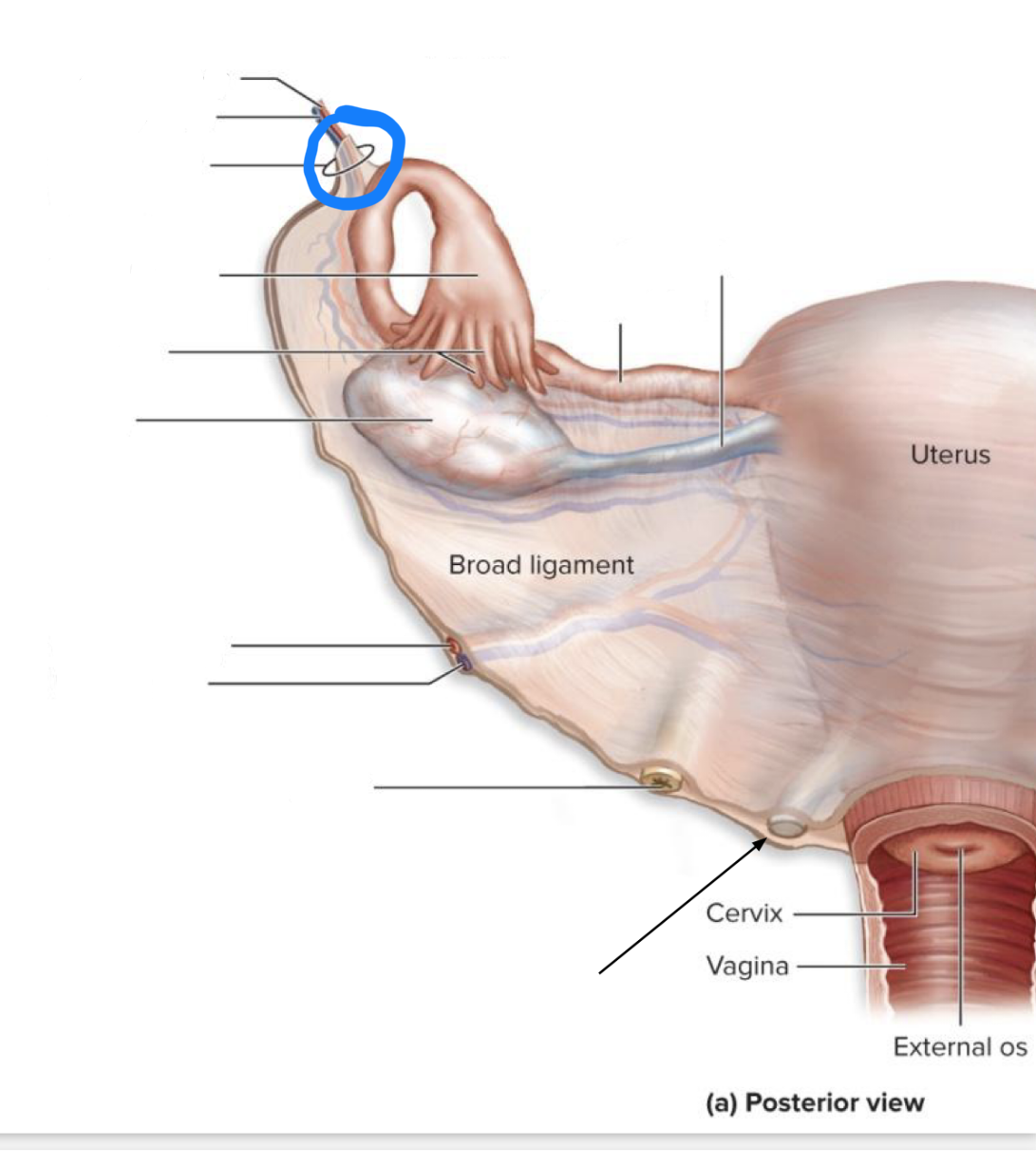 <p>What structure is this?</p>