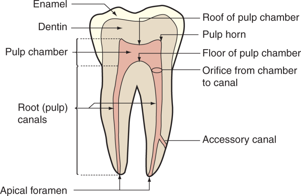<p>The central space of the tooth containing blood vessels, nerves, lymph nodes, and connective tissue that detects pain sensory input.</p>