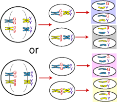 <p>states that genes for different traits can segregate independently during the formation of gametes</p>