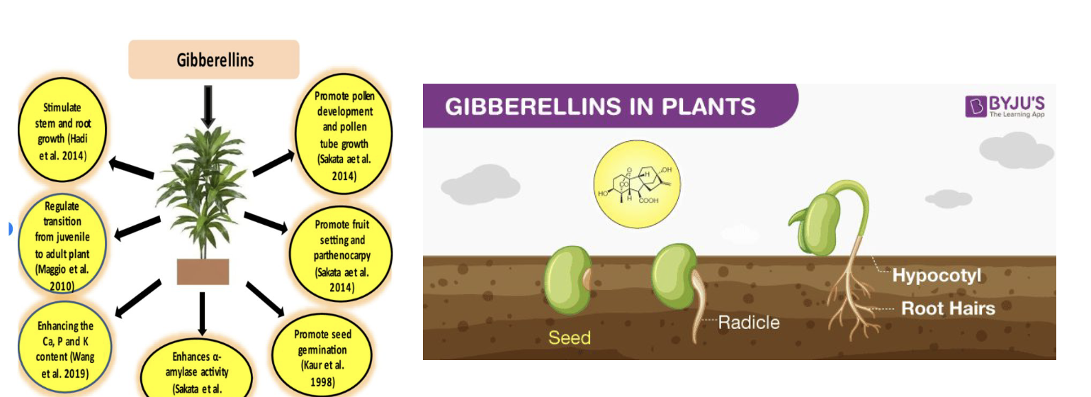 <p>Chemical messengers like <strong>gibberellins</strong> that regulate seed germination by stimulating embryo growth and mobilizing stored energy reserves in the endosperm. </p>