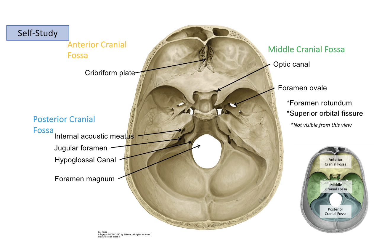 <p><strong>Foramen ovale:</strong> CN V<sub>3</sub></p>