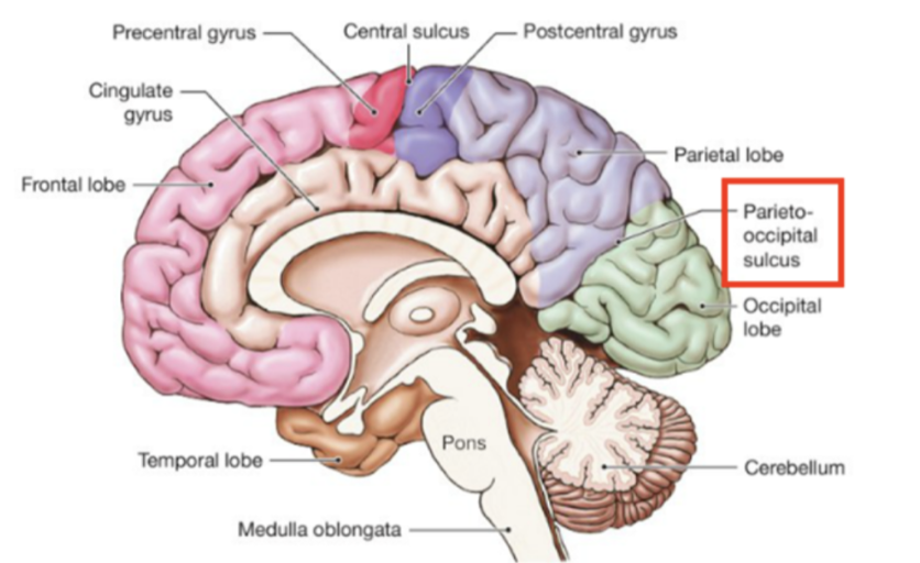 <p>Gyri- hills</p><ul><li><p>precentral gyrus (M1)</p></li><li><p>postcentral gyrus (S1)</p></li></ul><p></p><p>Sulci- vallies</p><ul><li><p><span style="background-color: transparent;">Longitudinal fissure- separates L and R hemisphere</span></p></li><li><p><span style="background-color: transparent;">Central sulcus- separates frontal and parietal lobe</span></p></li><li><p><span style="background-color: transparent;">Parietal-occipital sulcus- on the medial surface</span></p></li><li><p><span style="background-color: transparent;">Lateral sulcus (sylvian fissure)- separates temporal and frontal lobes</span></p></li></ul><p></p><p>surface of the cerebral cortex is mostly gray matter (cell bodies where info is processed)</p><p>deeper in the cerebral cortex is mostly cortical white matter (axons that transmit info)</p>
