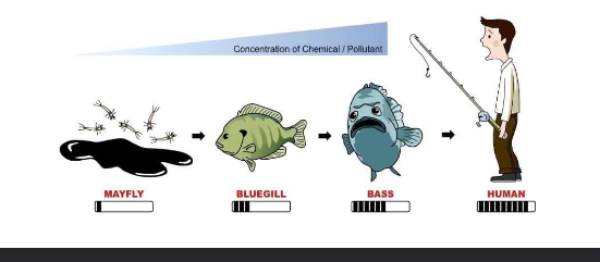 <ul><li><p>Bioaccumulation up through trophic levels </p></li><li><p>Increasing concentration of chemical in tissues of organisms at higher levels in a food chain due to high lipophilicity and persistence (chemicals gather in fat)</p></li></ul><p></p>