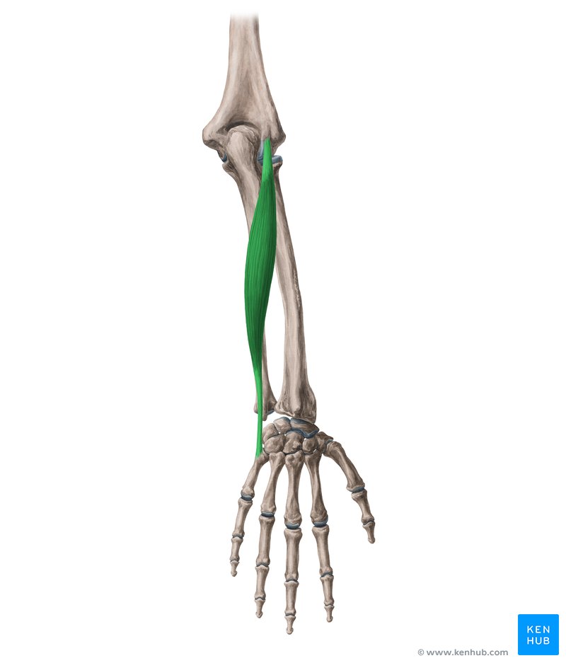 <p>extensor carpi ulnaris insertion</p>