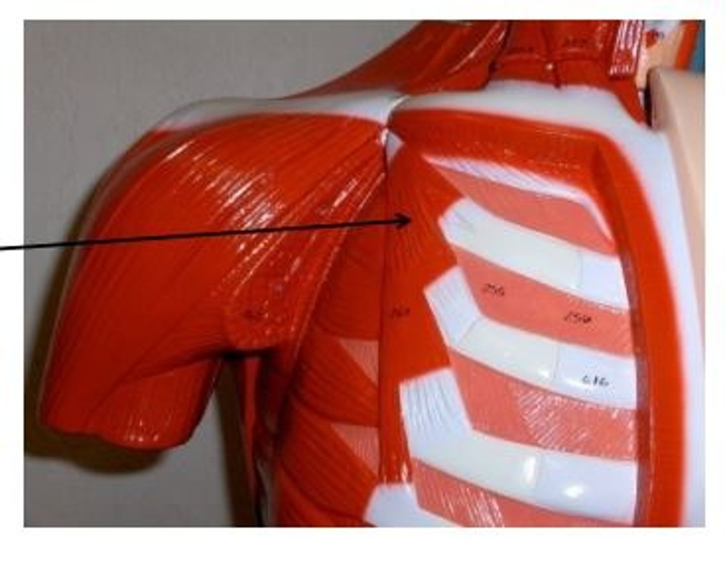<p>protracts and depresses scapula</p>